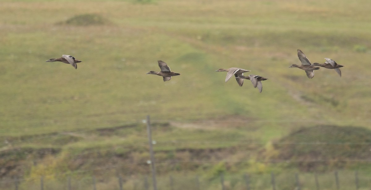 Cerceta de Alfanjes - ML644567088