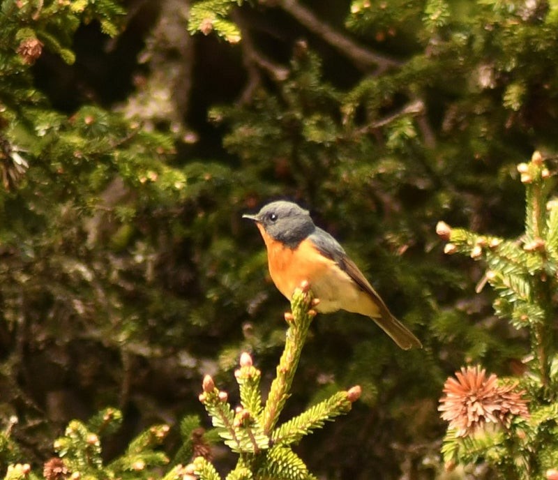 Papamoscas Pechirrojo - ML644567090