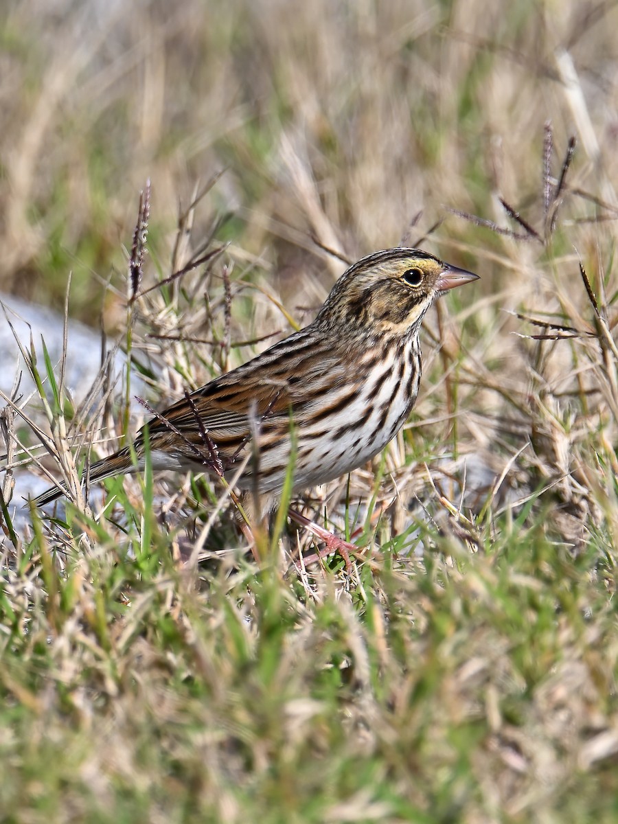 Chingolo Sabanero - ML644567091