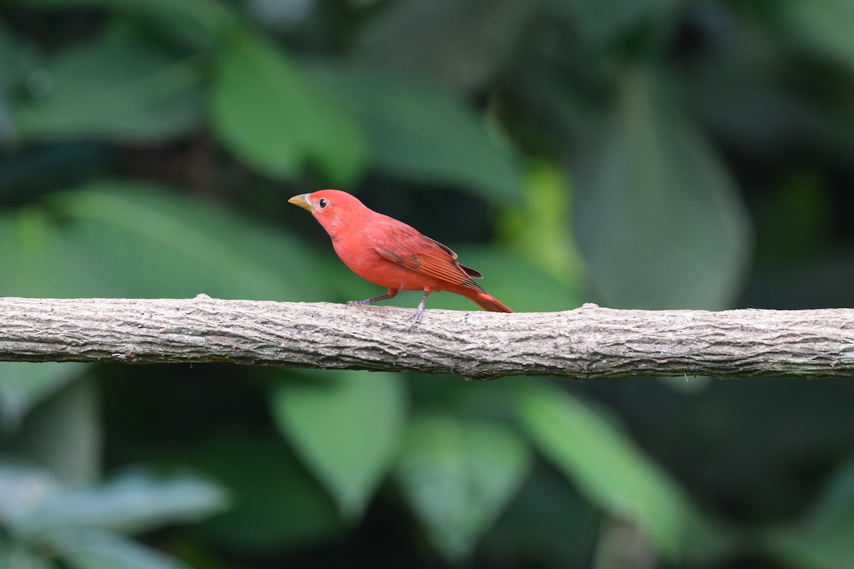 Piranga Roja - ML644567093