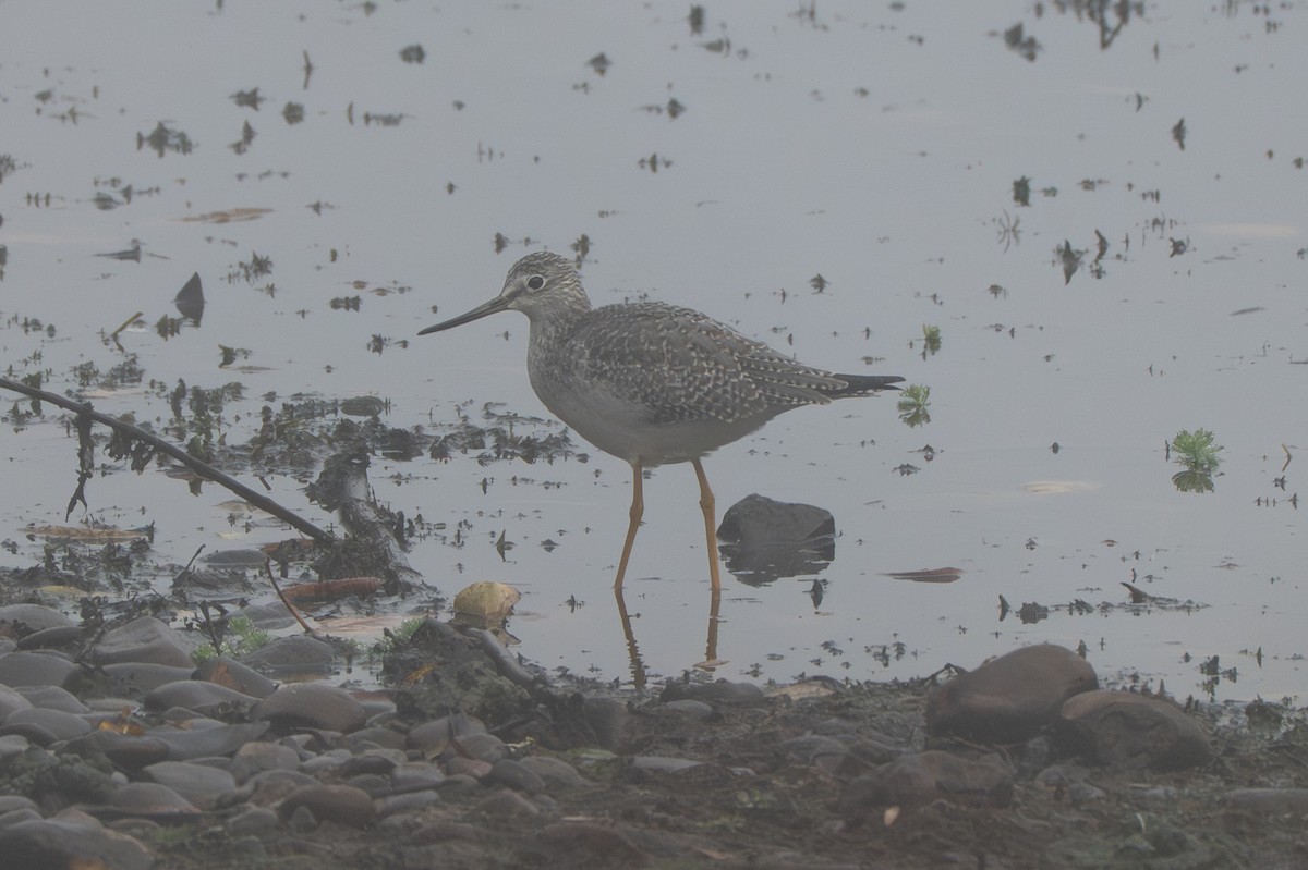 オオキアシシギ - ML644567095