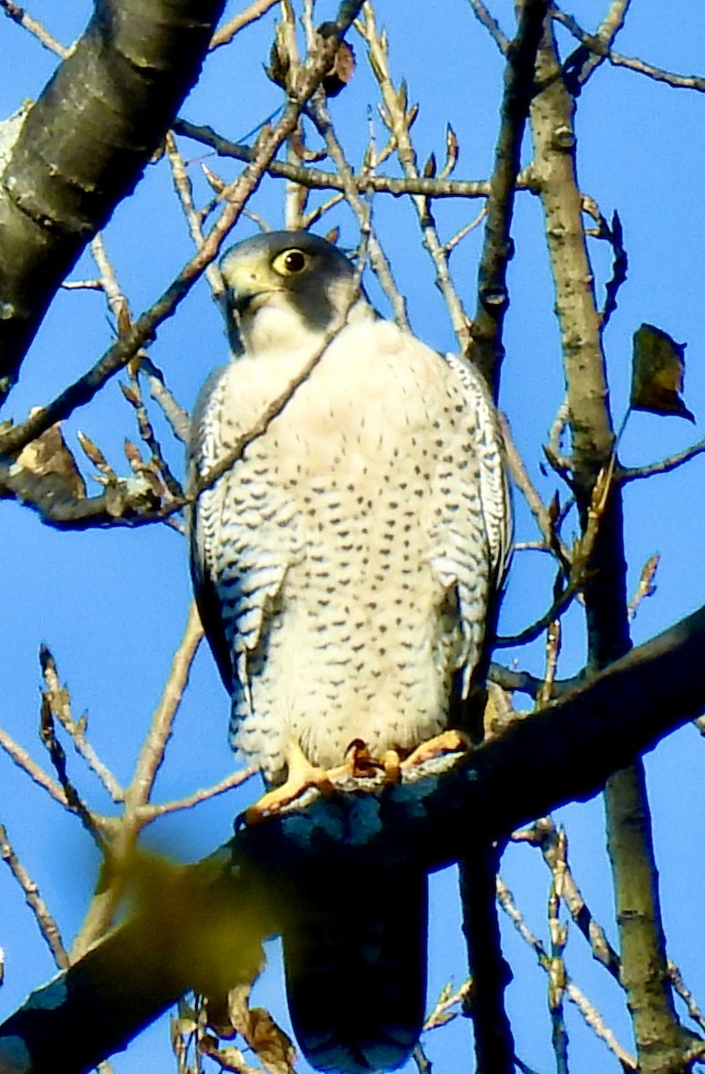Halcón Peregrino - ML644567096