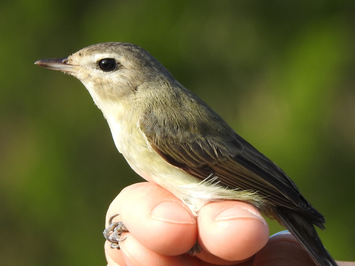 Vireo Gorjeador Oriental - ML644567097