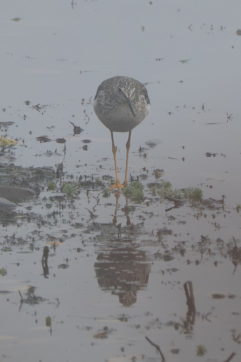 オオキアシシギ - ML644567101