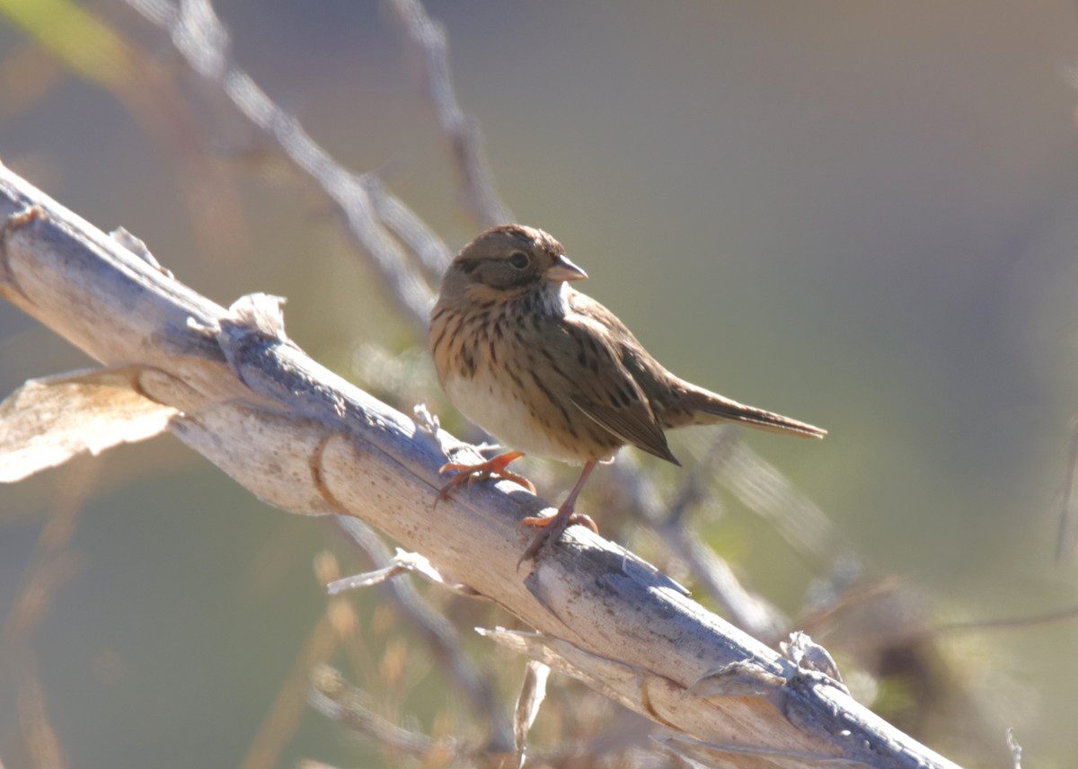 strnadec pruhohlavý - ML644567102