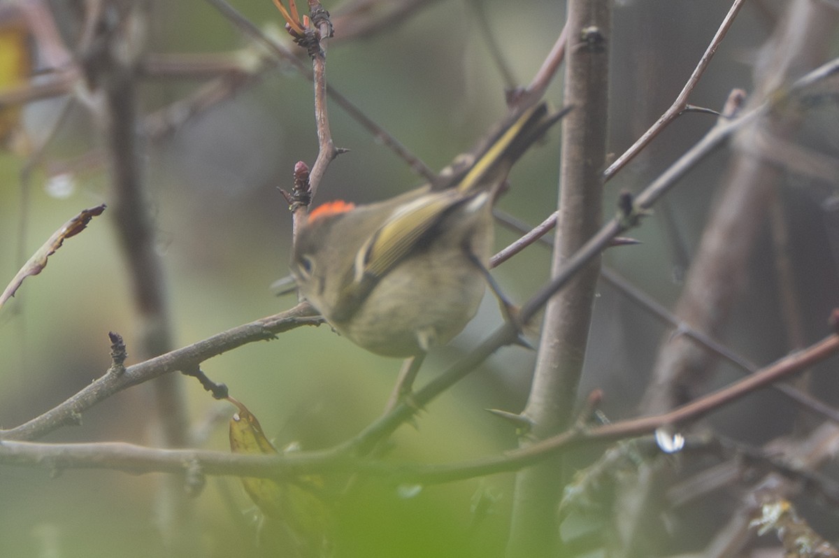 ルビーキクイタダキ - ML644567113