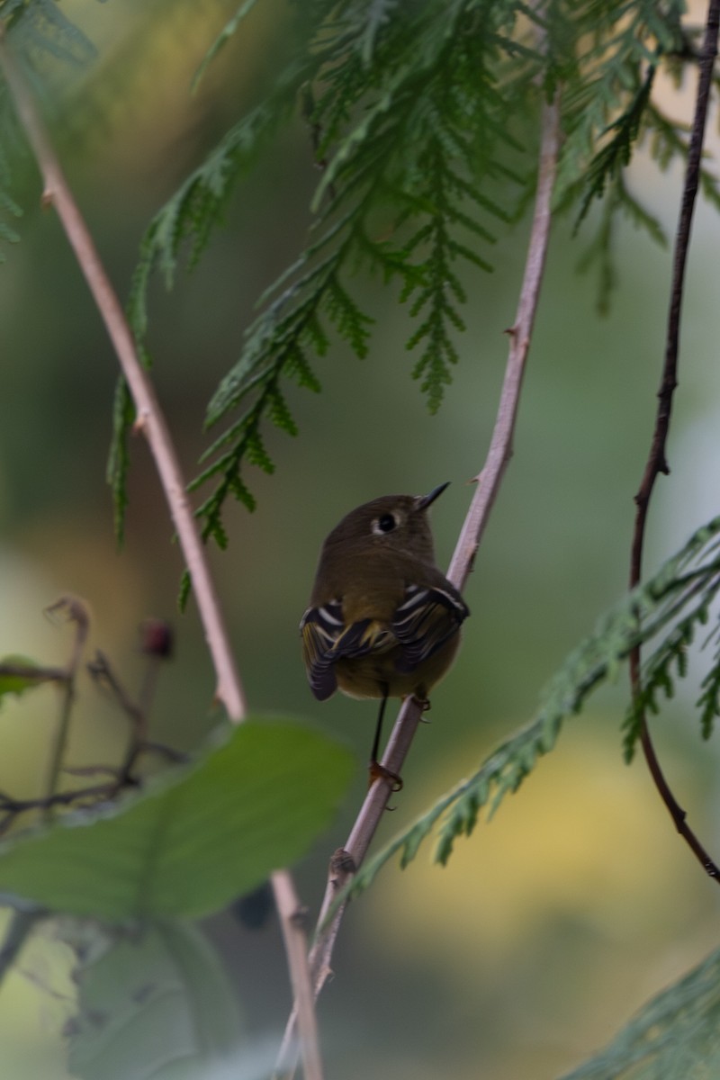 ルビーキクイタダキ - ML644567122