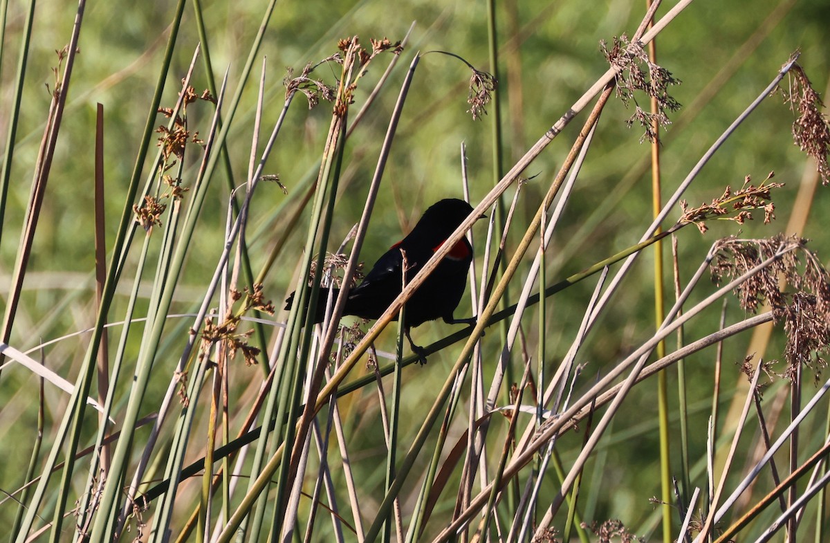 vlhovec červenokřídlý - ML644567123