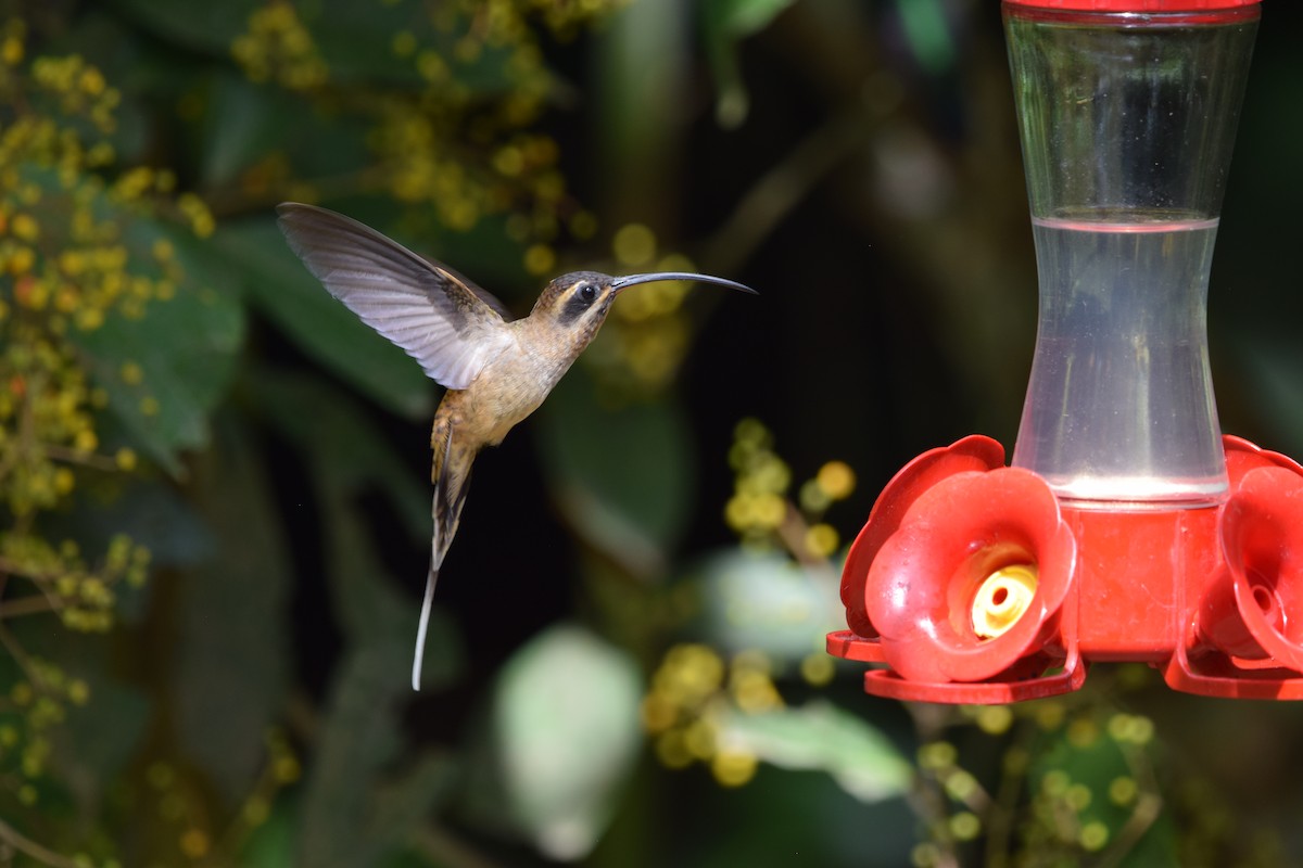 Long-billed Hermit - ML644567128