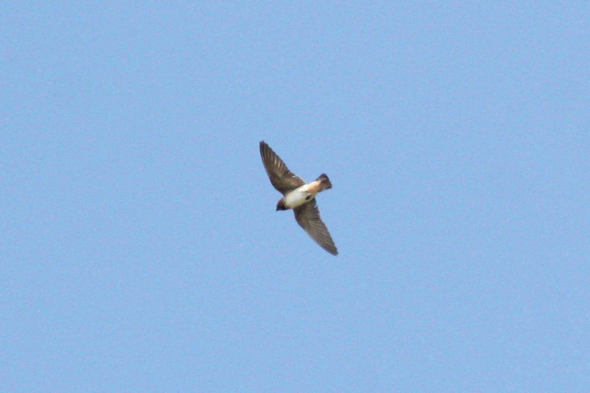 Cliff Swallow - ML644567130