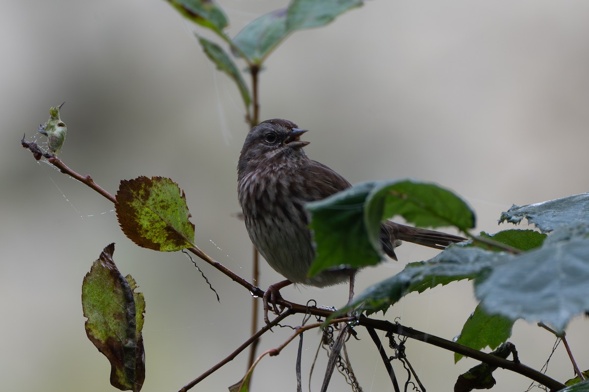 ウタスズメ - ML644567135