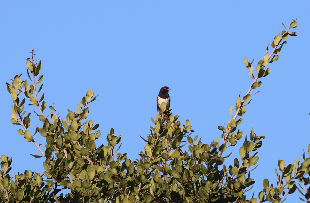 Spotted Towhee - ML644567138