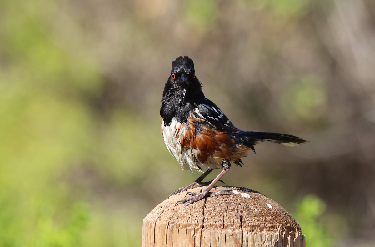 Spotted Towhee - ML644567139