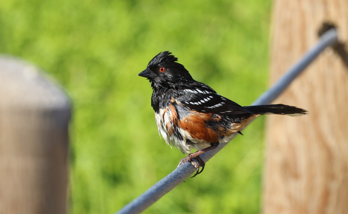 Spotted Towhee - ML644567140
