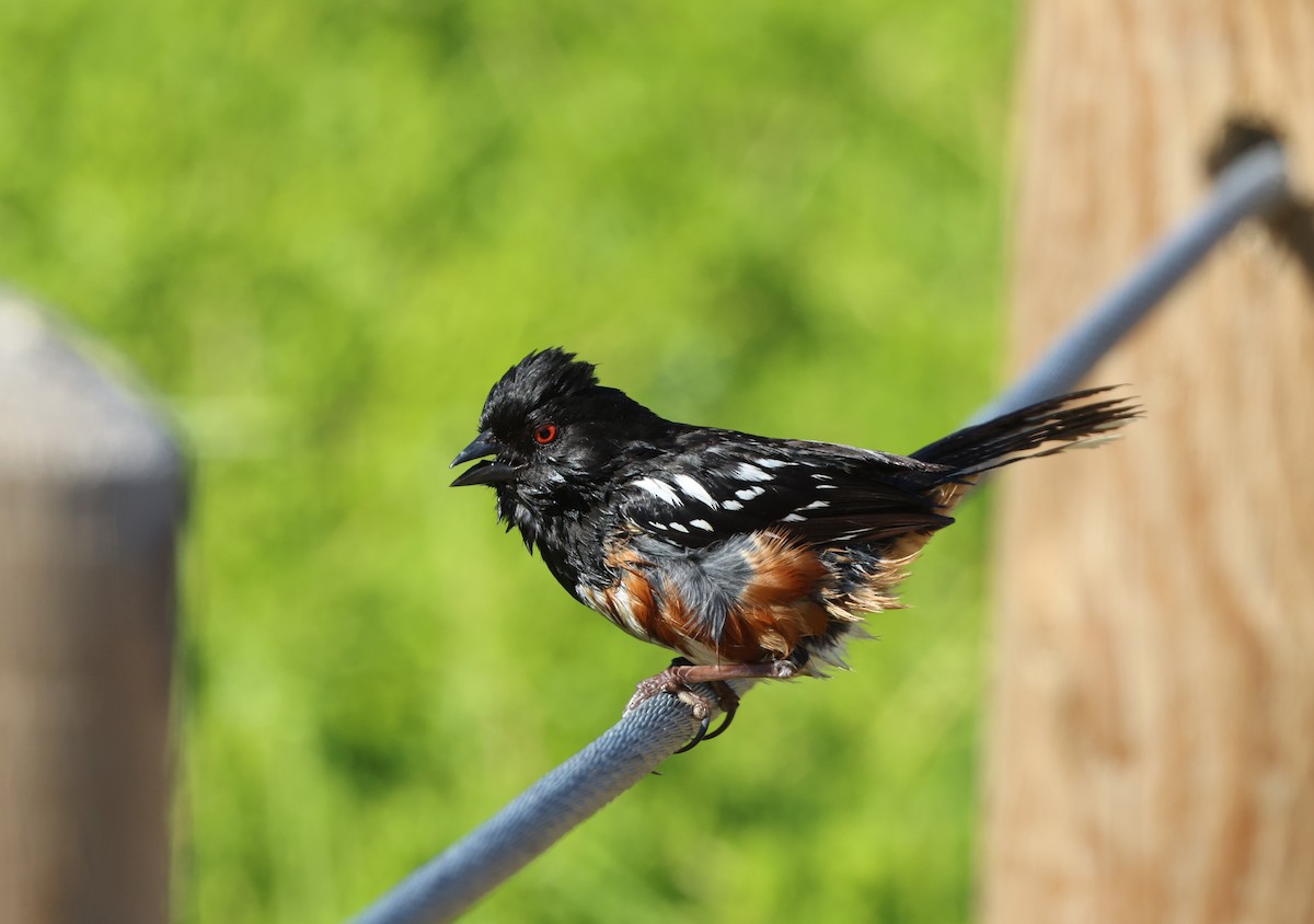 Spotted Towhee - ML644567141