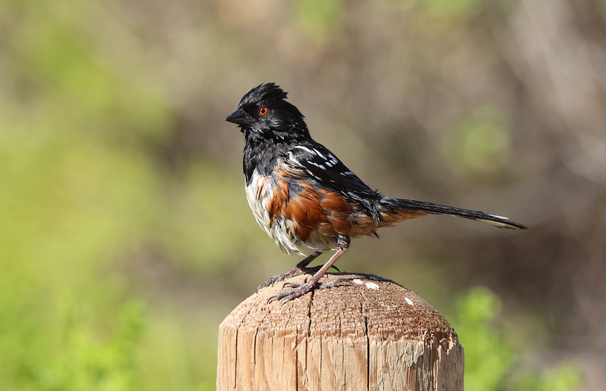 Spotted Towhee - ML644567142