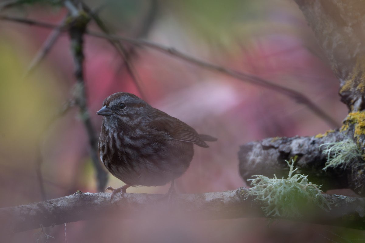 ウタスズメ - ML644567148