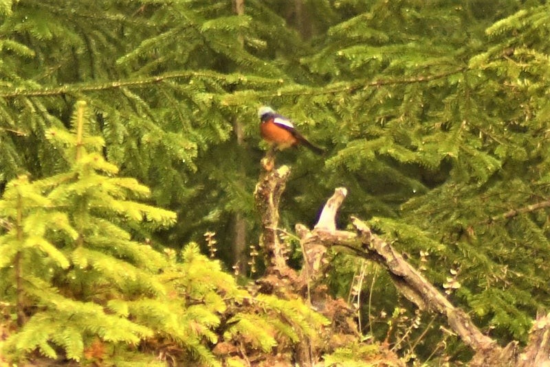 White-throated Redstart - ML644567153