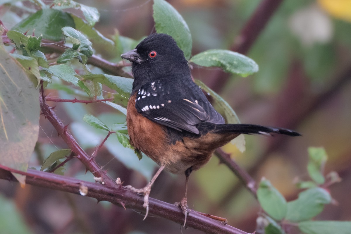 ホシワキアカトウヒチョウ - ML644567157