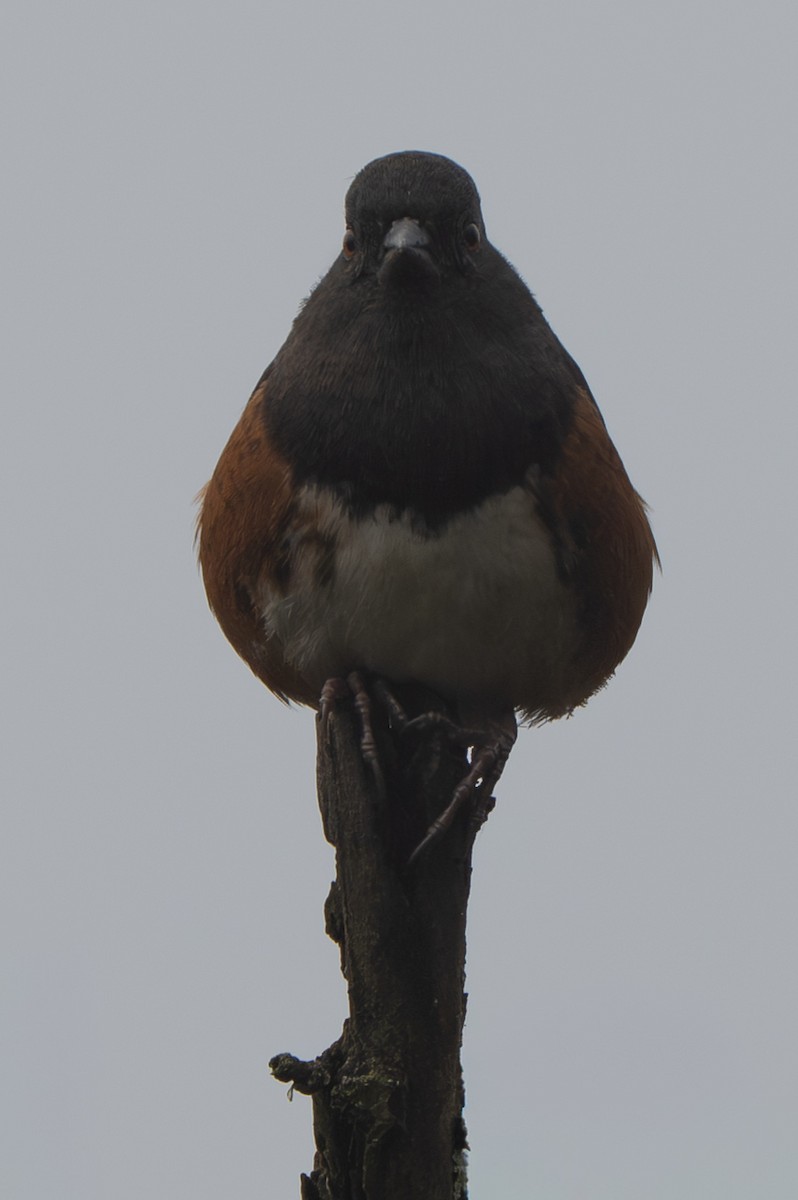 ホシワキアカトウヒチョウ - ML644567166