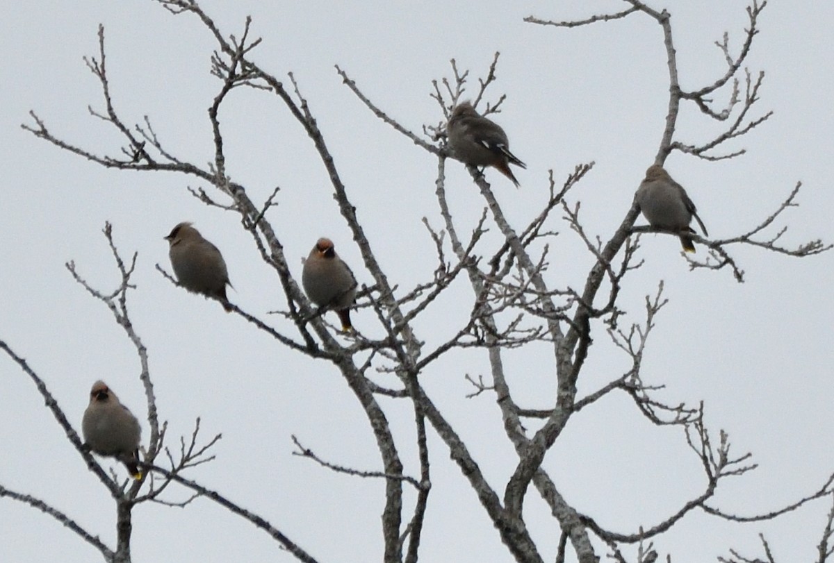 Ampelis Europeo - ML644567171