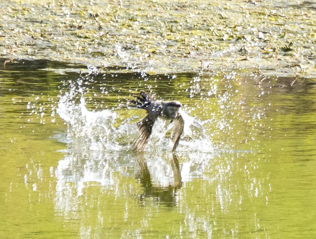 ニシタイランチョウ - ML644567180