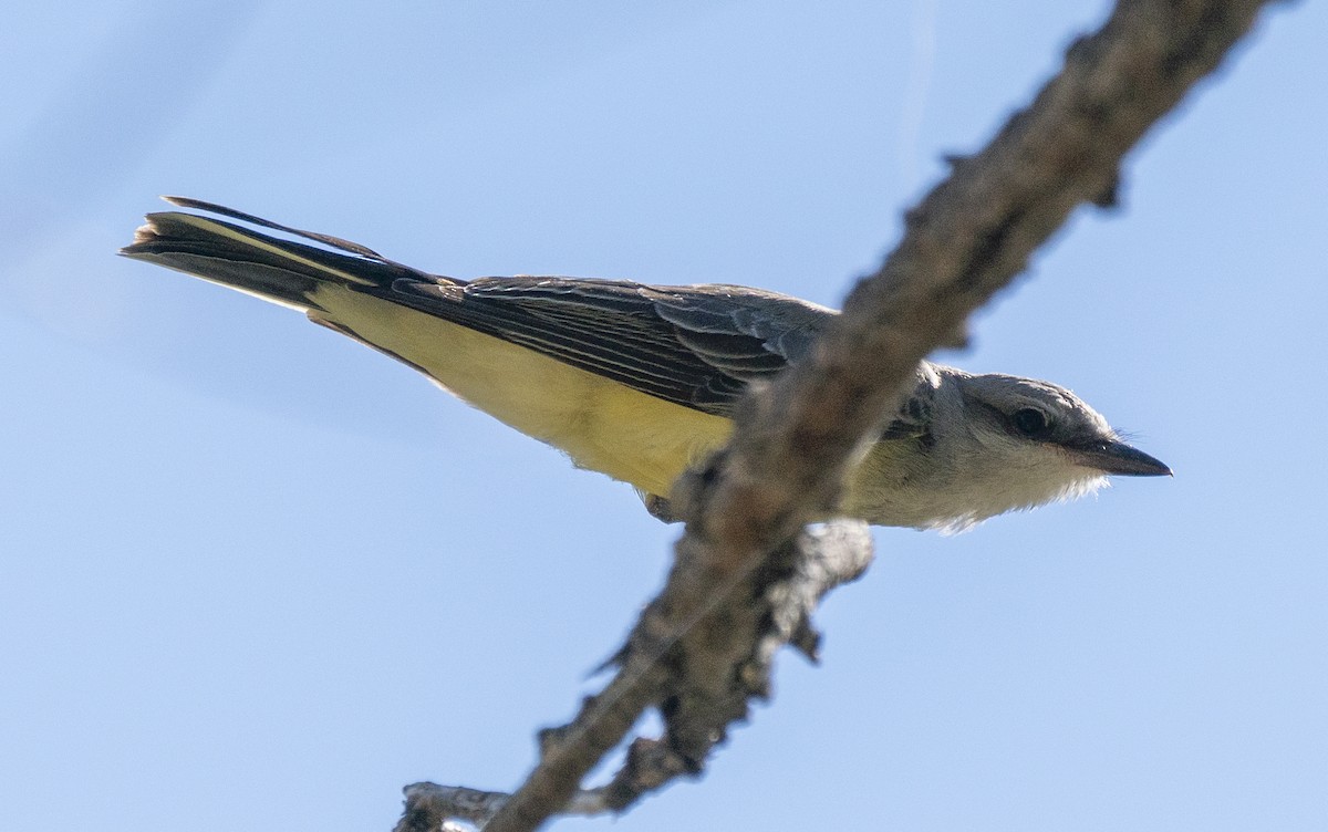 ニシタイランチョウ - ML644567181