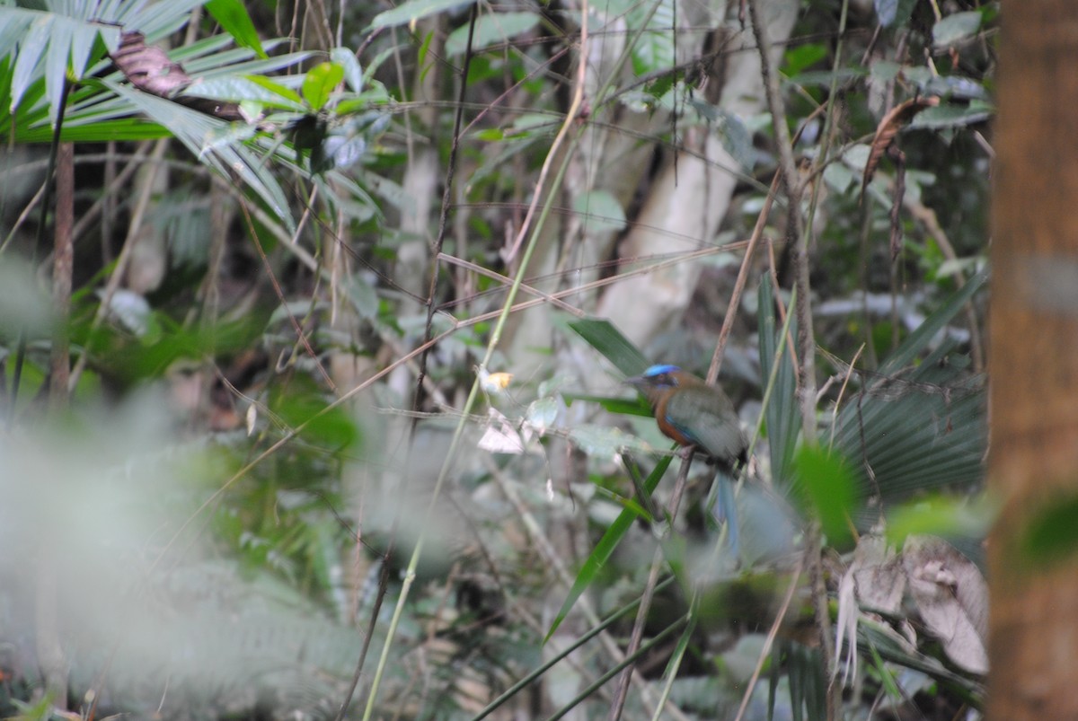 ナキハチクイモドキ - ML644567185