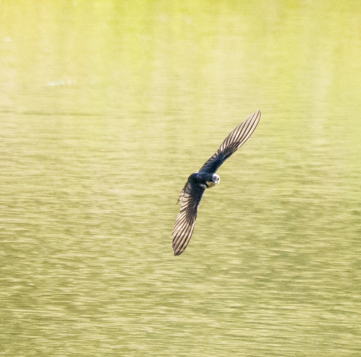 ミドリツバメ - ML644567189