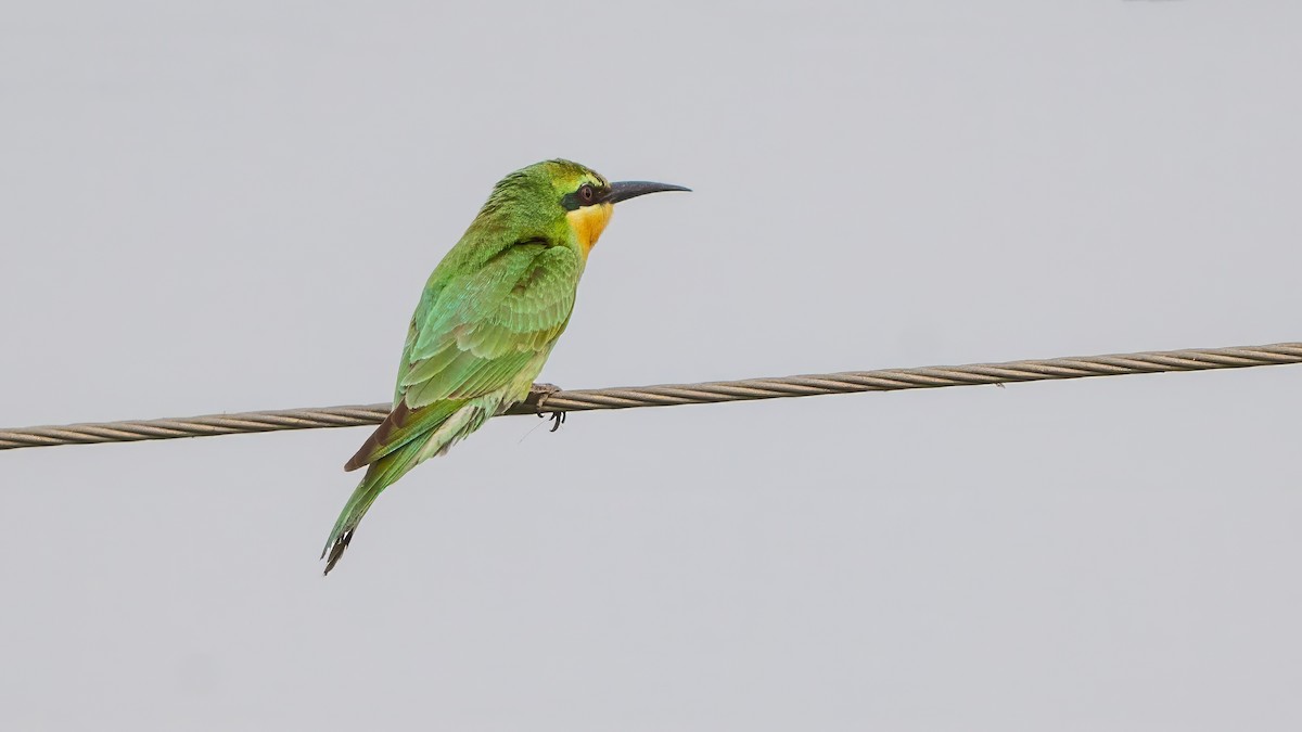 vlha modrolící - ML644567193