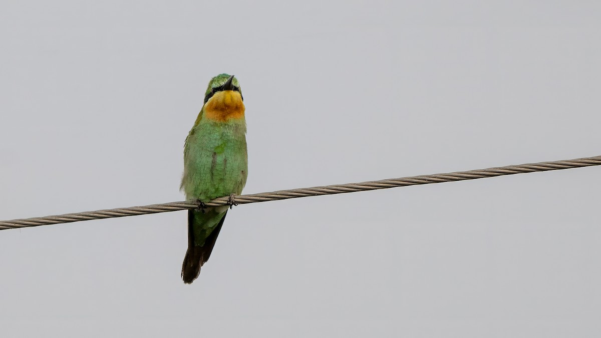 vlha modrolící - ML644567194