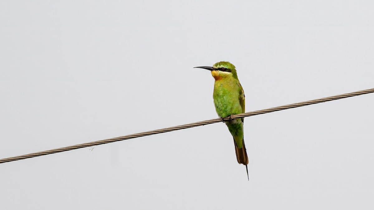 vlha modrolící - ML644567195