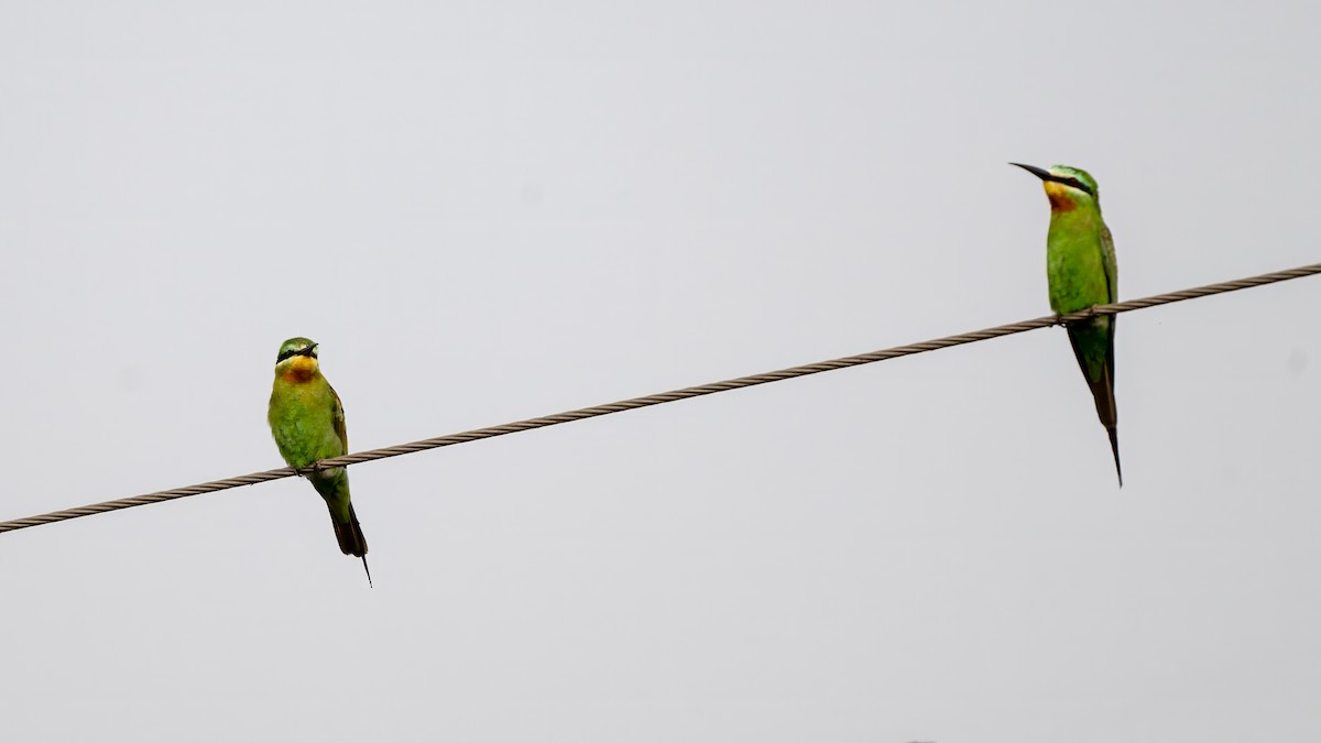 vlha modrolící - ML644567196