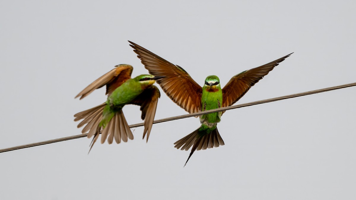 vlha modrolící - ML644567197