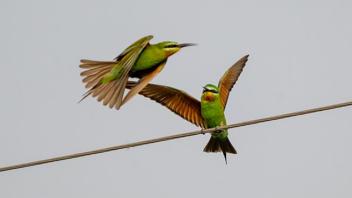 vlha modrolící - ML644567198