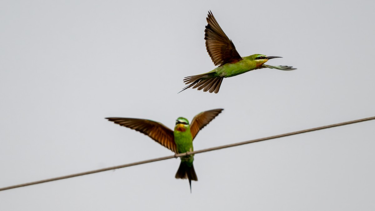 vlha modrolící - ML644567199