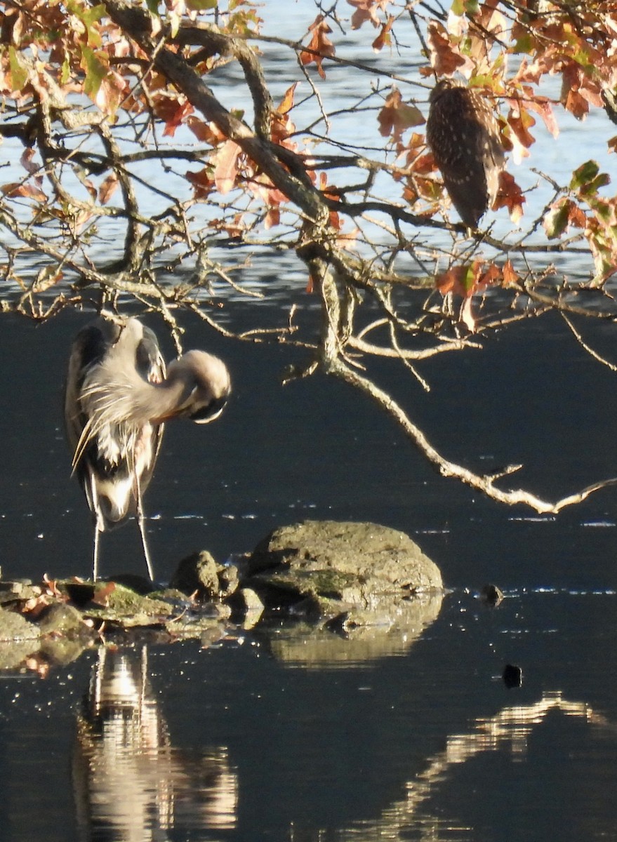 Ногоовор зашин - ML644567200