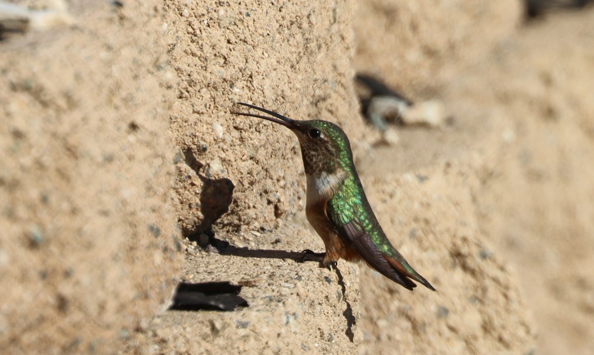 Anna's Hummingbird - ML644567203