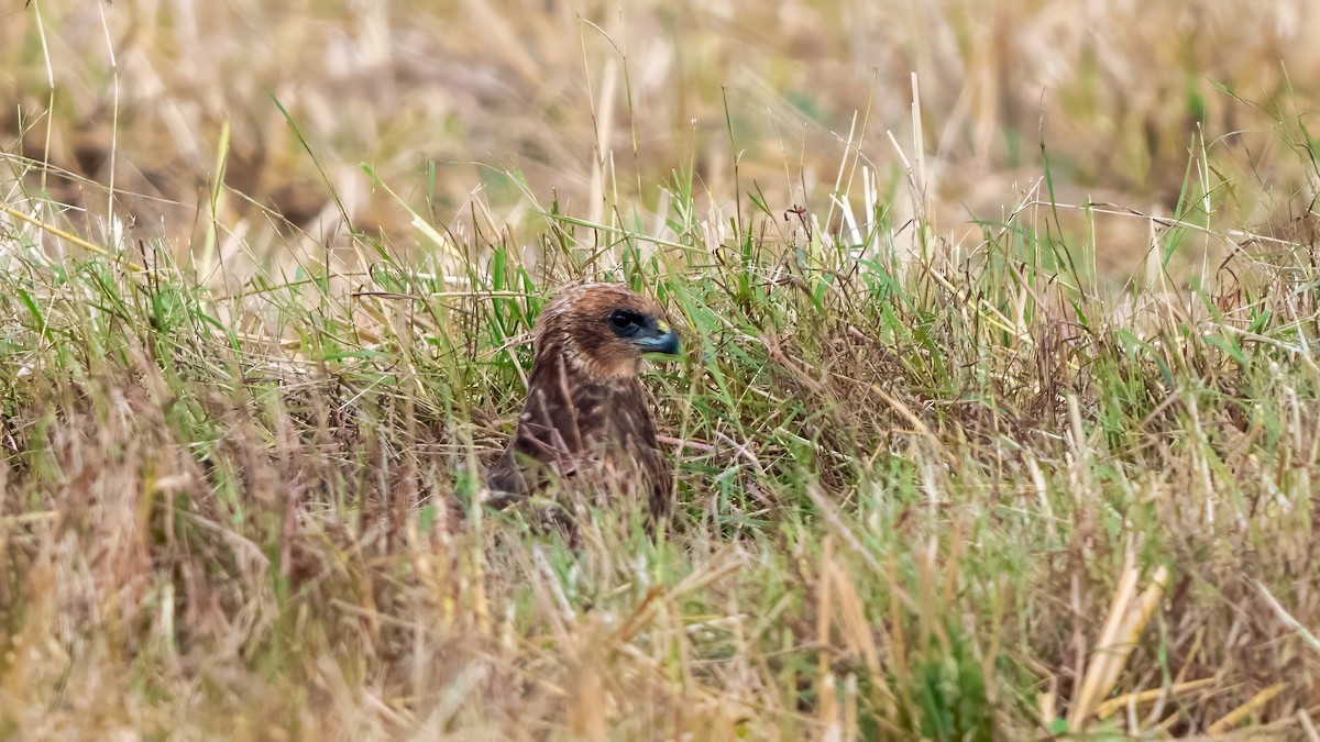 Zingira-mirotz eurasiarra - ML644567225