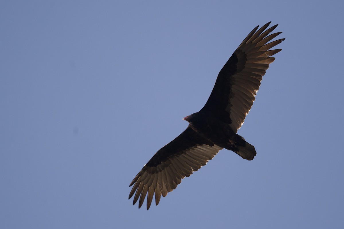 Urubu à tête rouge - ML644567231