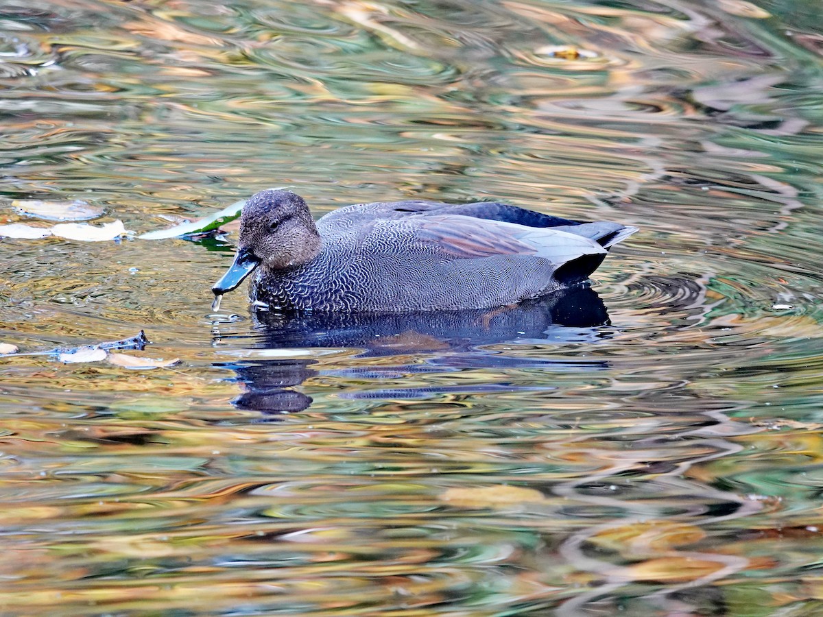 Ipar-ahatea - ML644567232