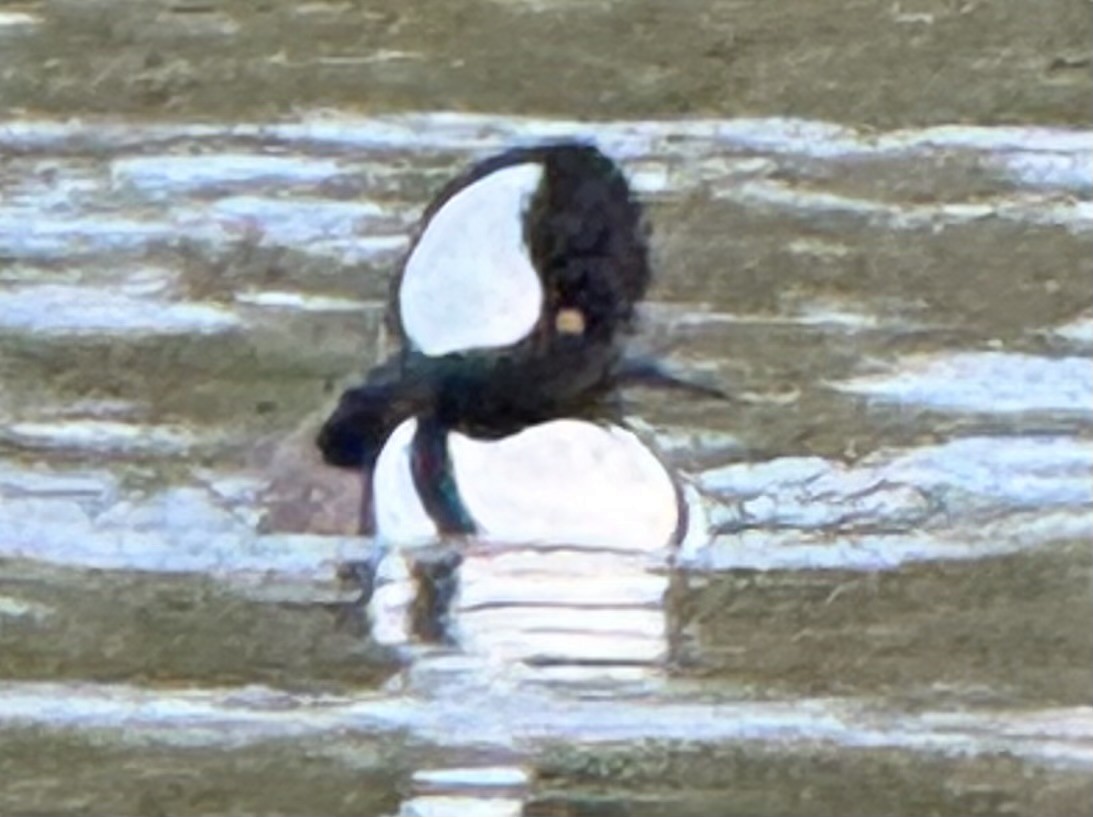 Zerra buruhandia - ML644567238