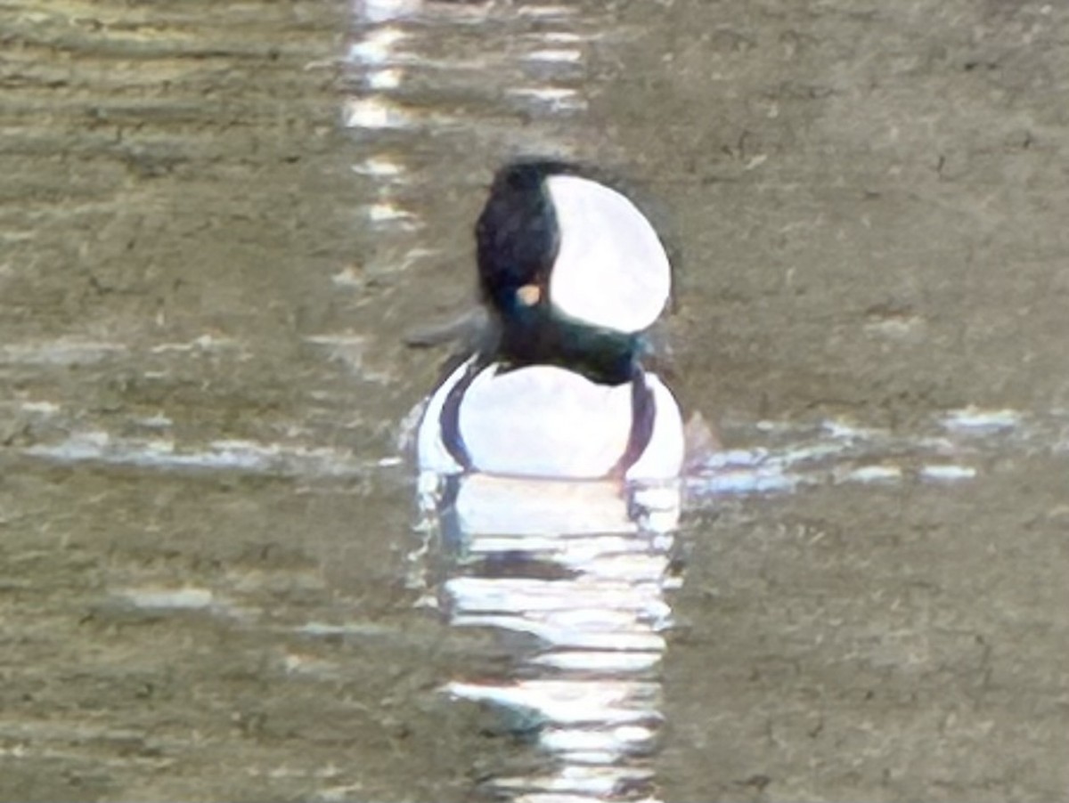 Zerra buruhandia - ML644567239