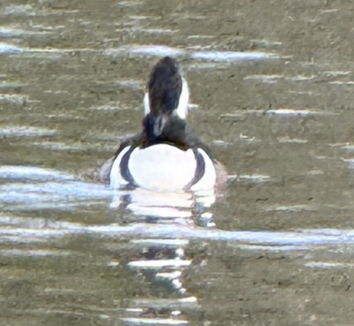 Zerra buruhandia - ML644567240