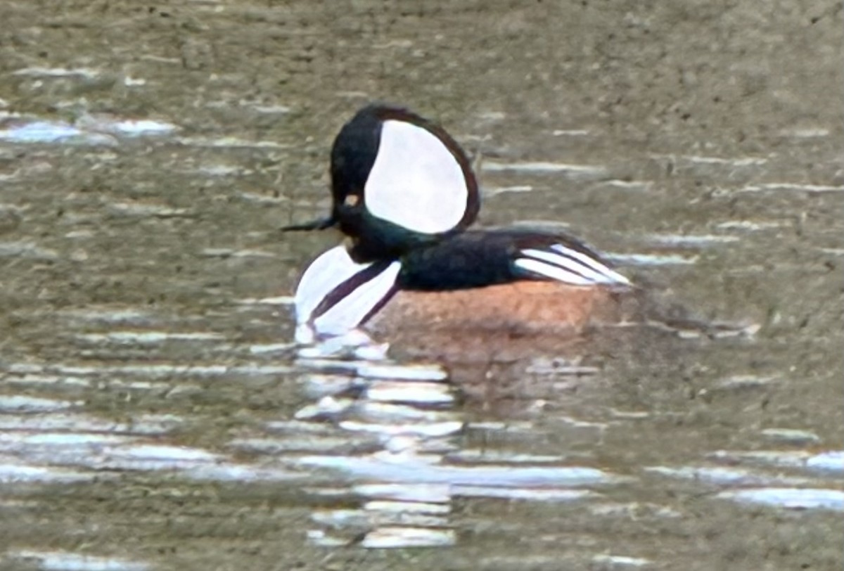 Zerra buruhandia - ML644567241