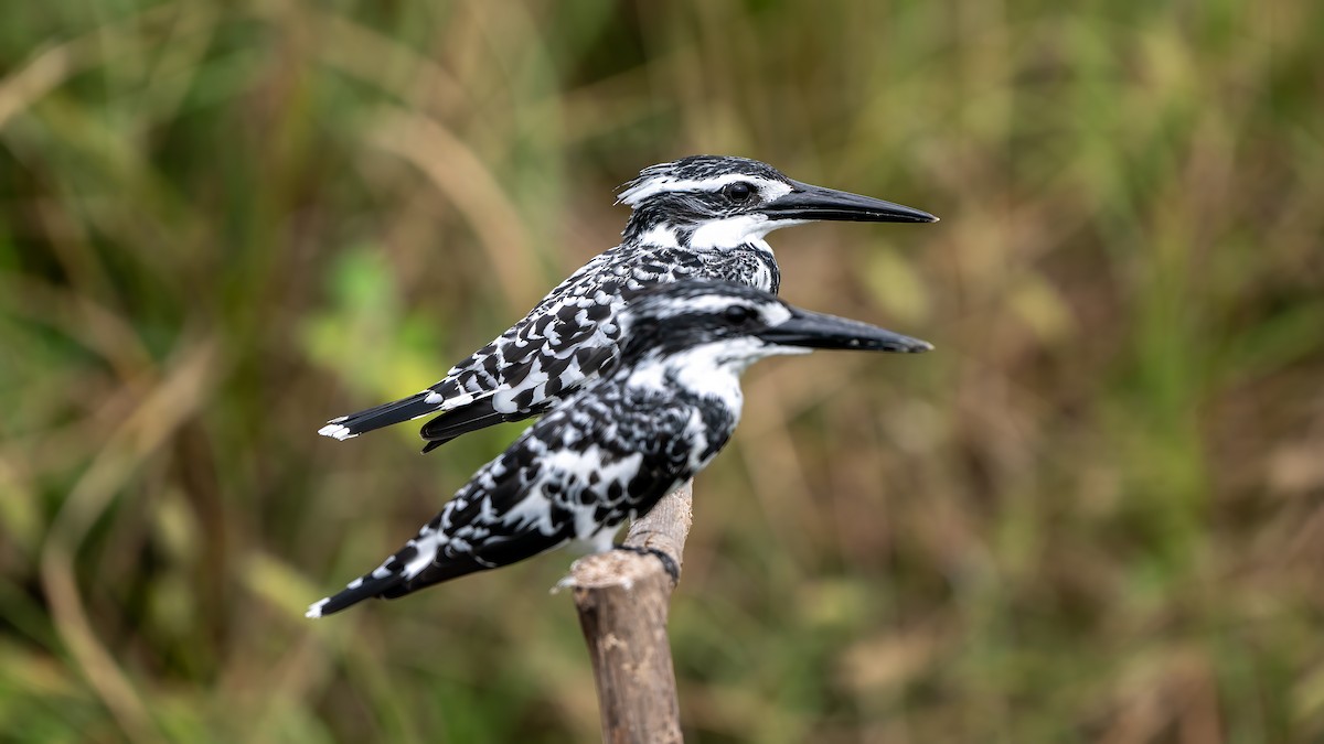 Pied Kingfisher - ML644567243