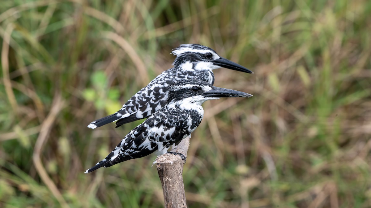 Pied Kingfisher - ML644567244