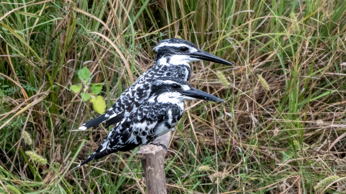 Pied Kingfisher - ML644567245