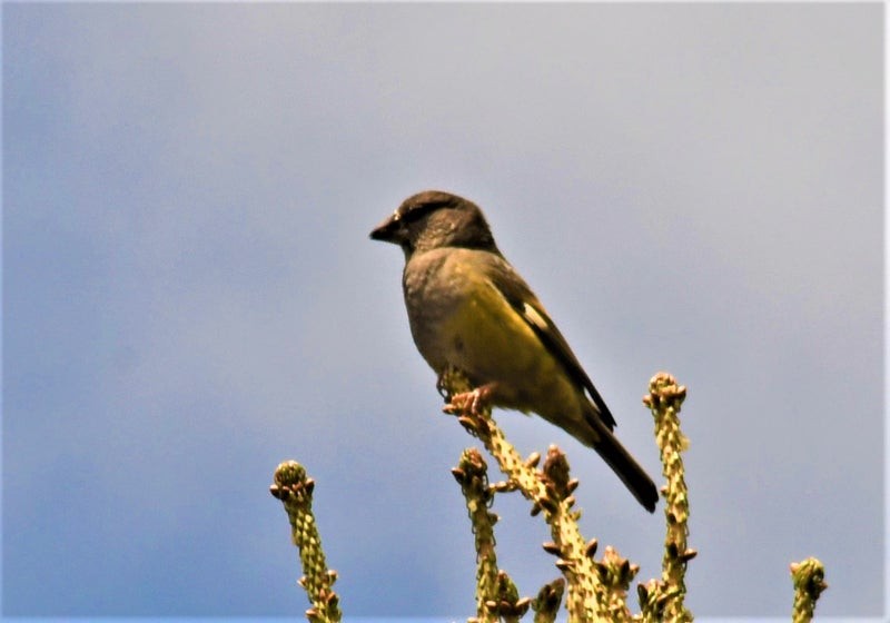 Wacholderkernbeißer - ML644567251