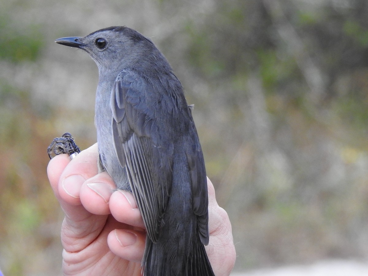 Gray Catbird - ML644567256